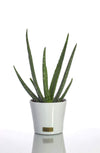 Home Statements - Aloe Vera Plant