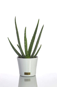 Home Statements - Aloe Vera Plant