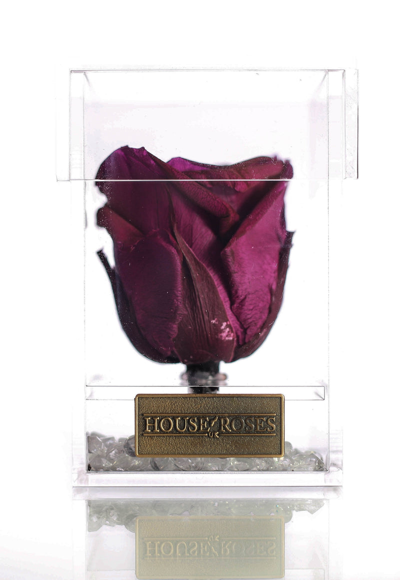 Purple Eternal Rose In Cube